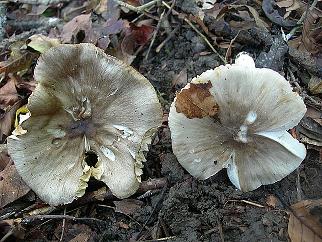 Hygrocybe  fornicata  (Fr.)   Singer